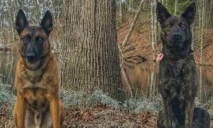 2 dogs from Belchertown K9