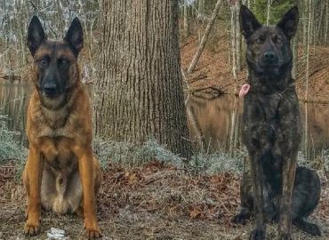 2 dogs from Belchertown K9